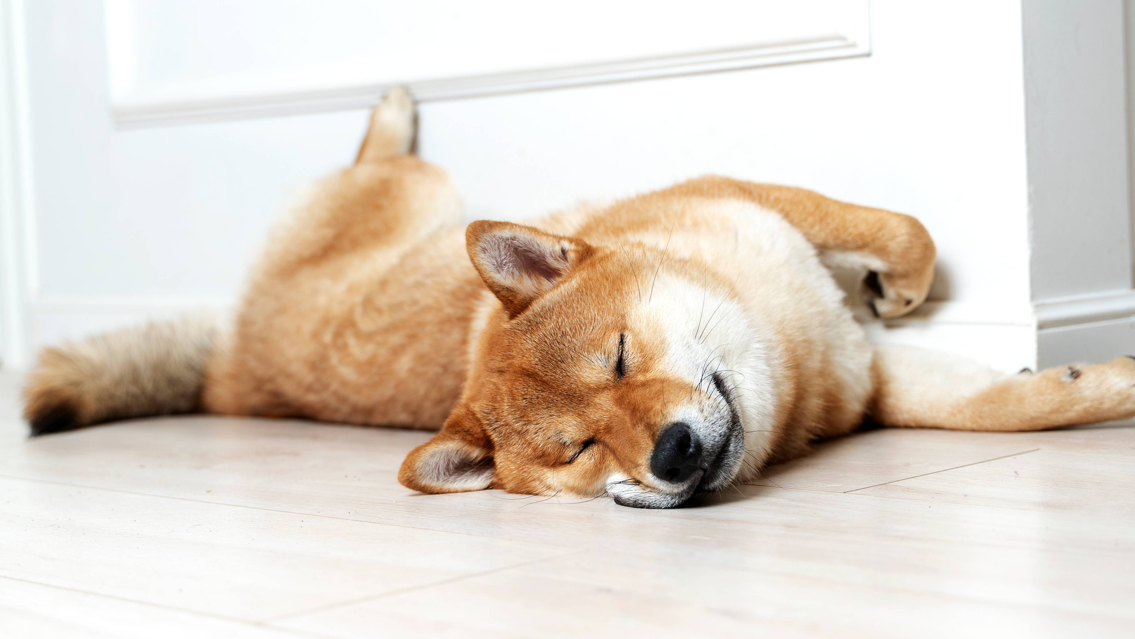 Magav Shiba Inu koer lamab põrandal seina ääres.
