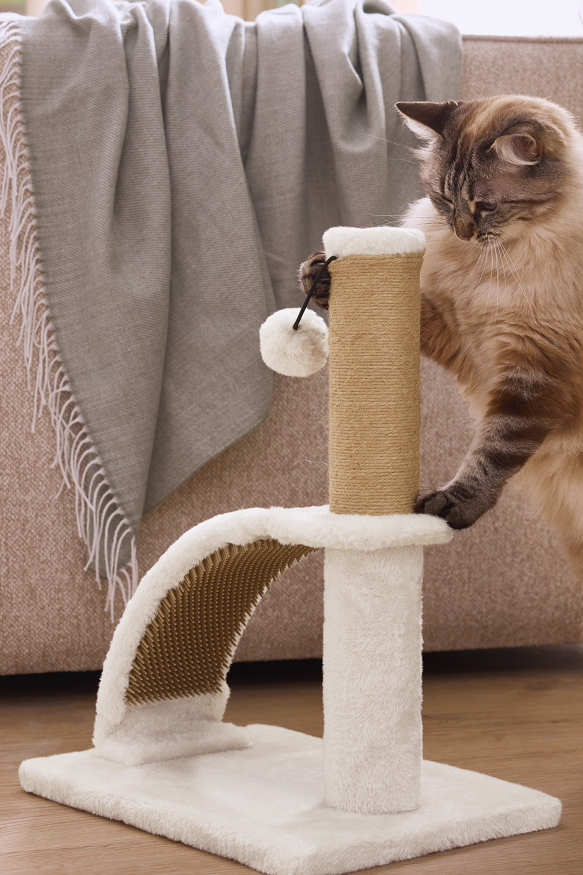 Kass mängib beeži kraapimispuuga, millel on valge karvane alus ja pallimänguasi.