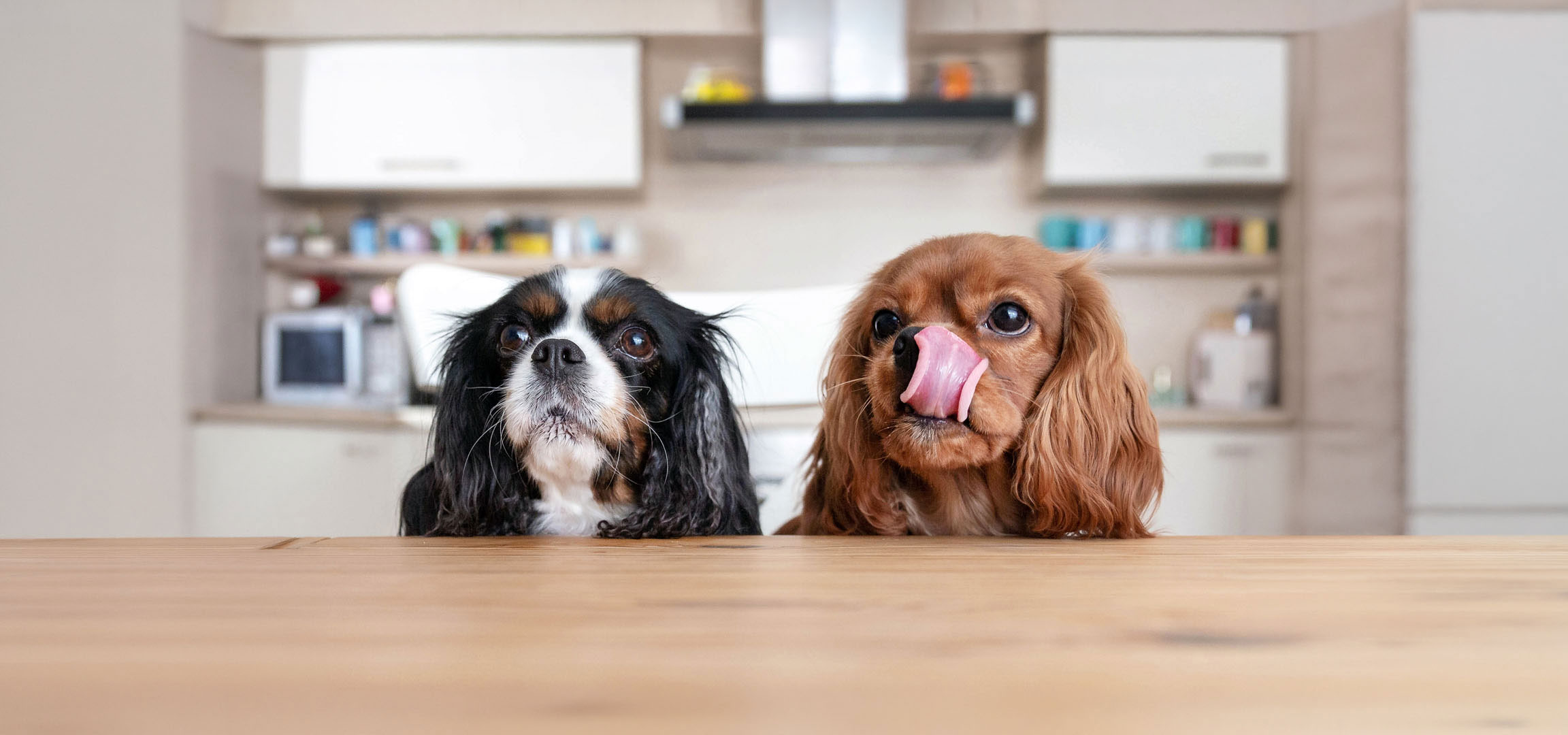 Tehisintellekti loodud: Kaks Cavalier King Charlesi spanjelit, üks kolmevärviline ja teine rubiinpunane, vaatavad laualt üles.