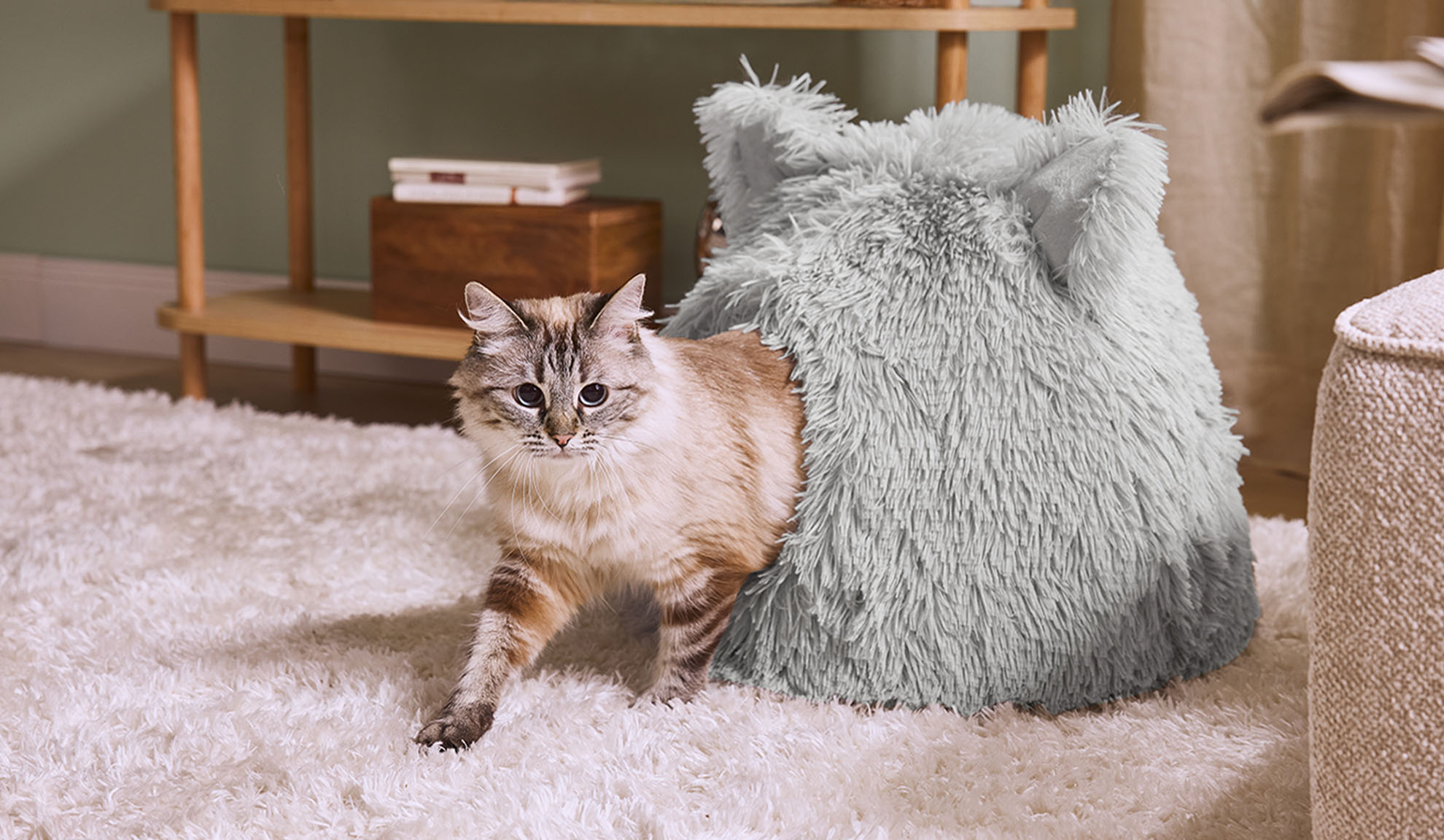 Kass tuleb hallist karvasest pesast valgel vaibal.