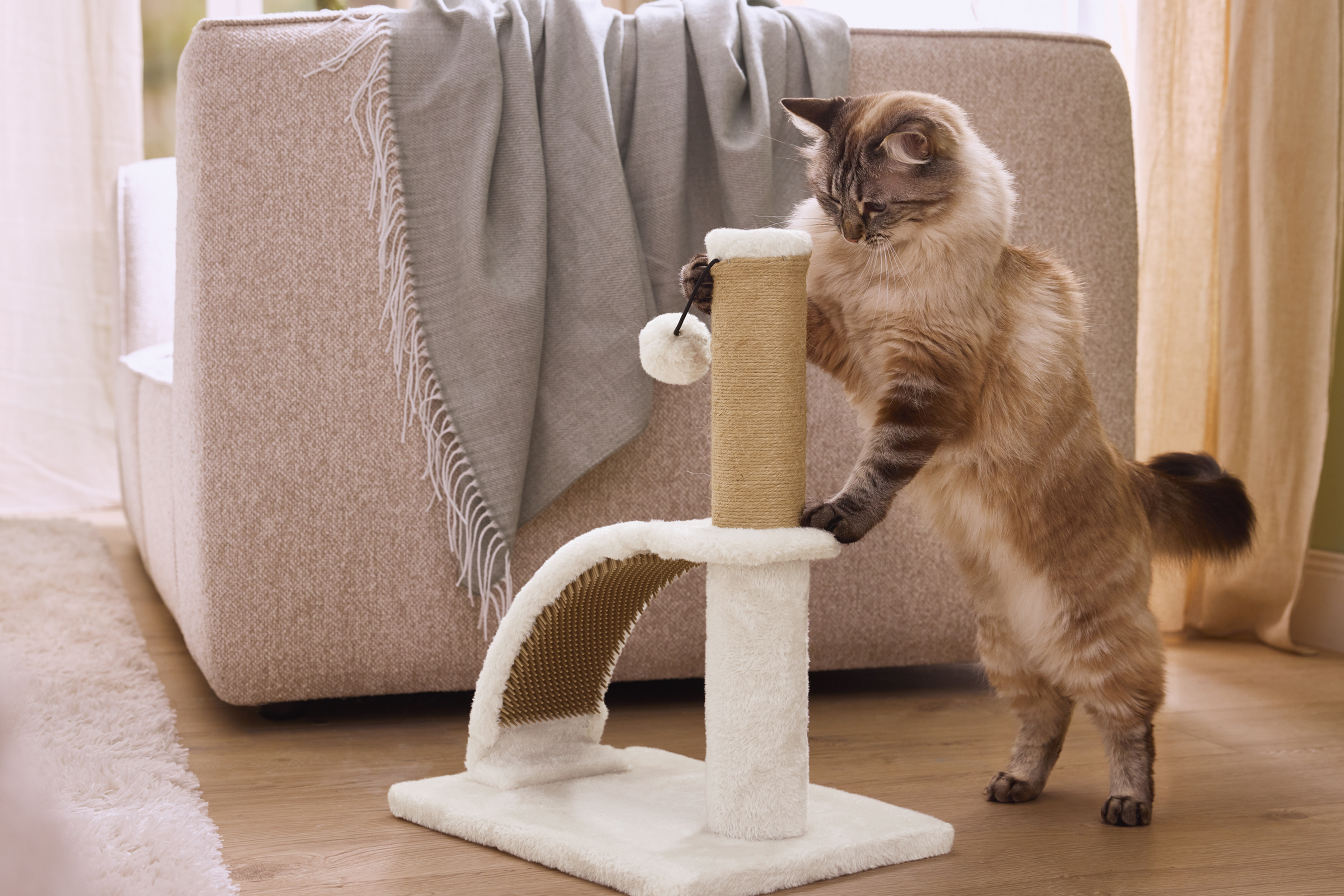Кошка играет с когтеточкой в гостиной.