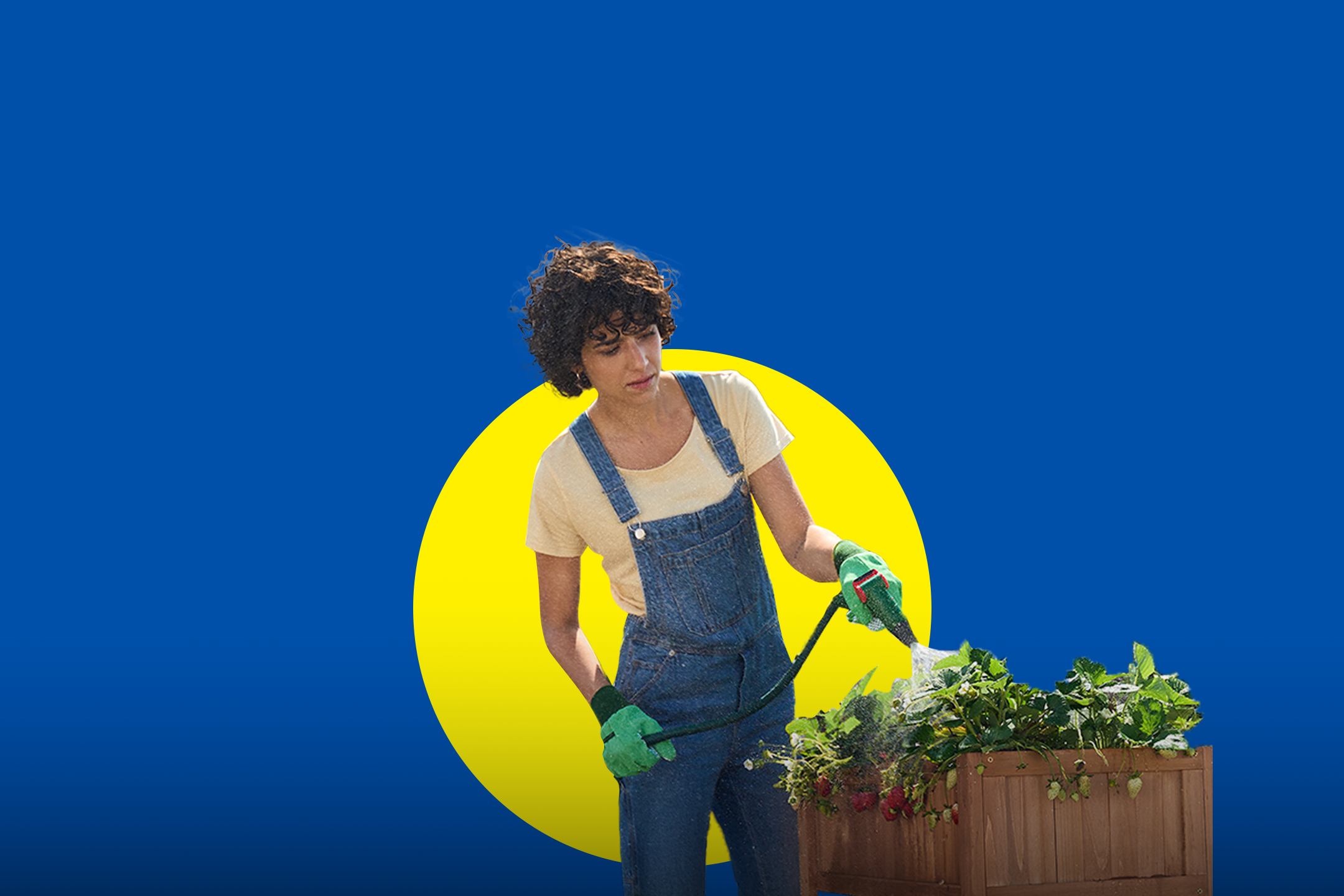 Женщина поливает клубнику в деревянной грядке.